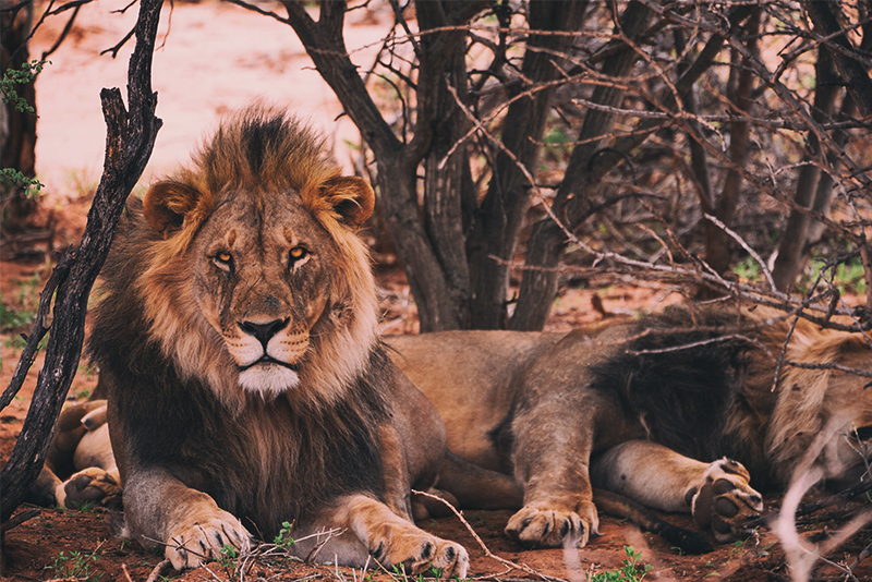 A male lion among dry desert shrubs.